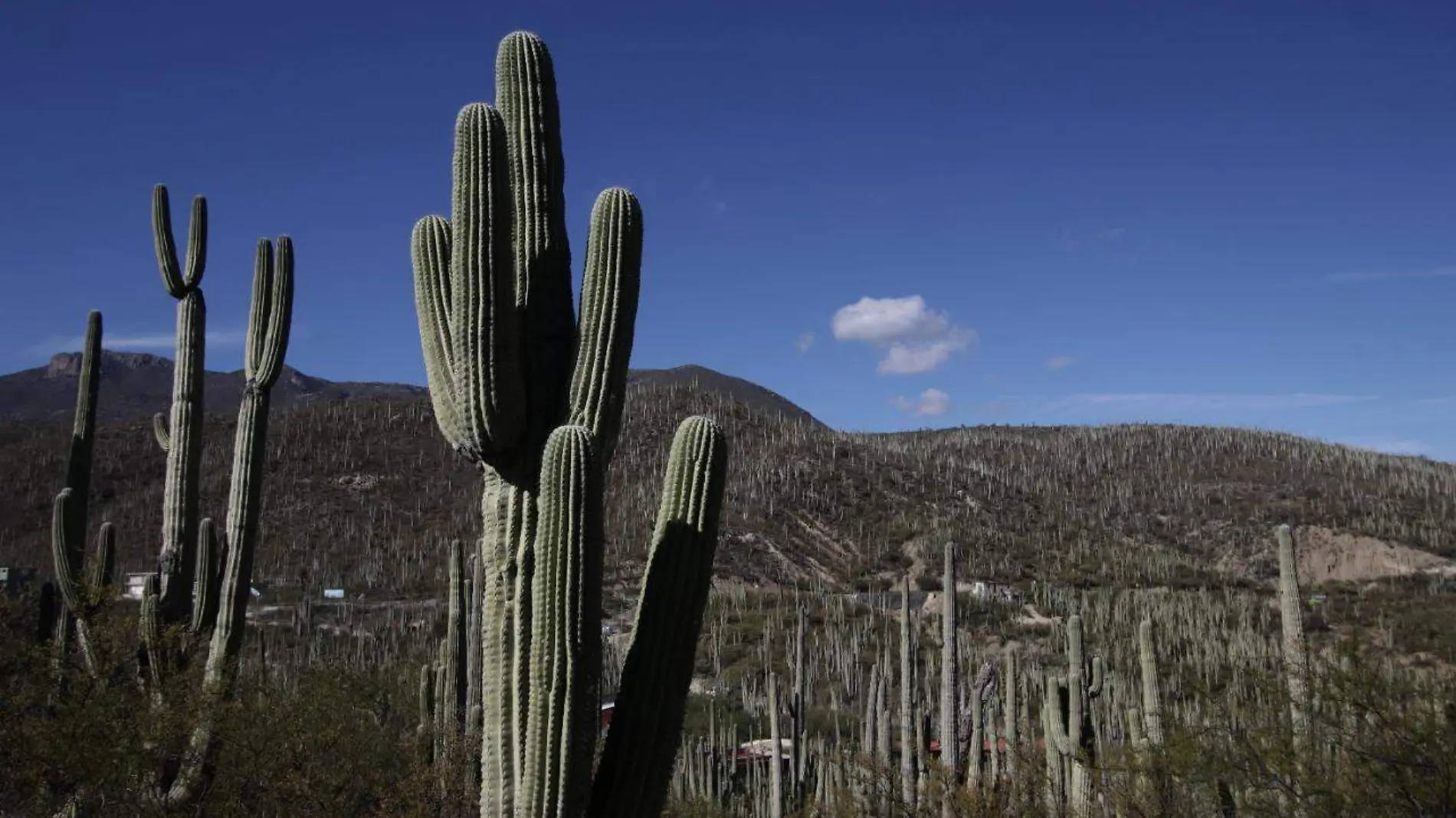 Robo de plantas amenaza la Reserva de la Biósfera